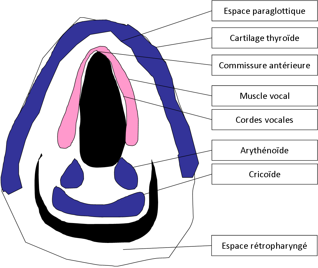 Larynx Anatomie