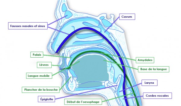 8 – PinkyBone